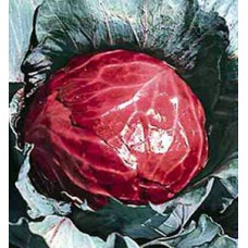 Red Rock Cabbage